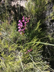 Disperis tysonii