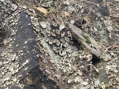 Umbilicaria