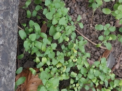 Peronospora arvensis