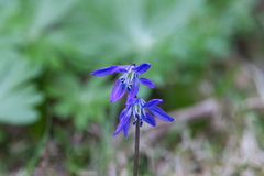 Scilla