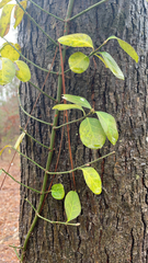 Euonymus fortunei