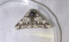 Biston strataria