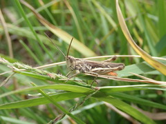 Chorthippus maritimus maritimus
