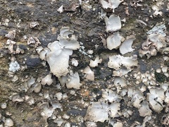 Umbilicaria