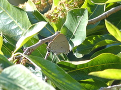 Parrhasius polibetes