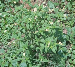 Heliotropium angiospermum