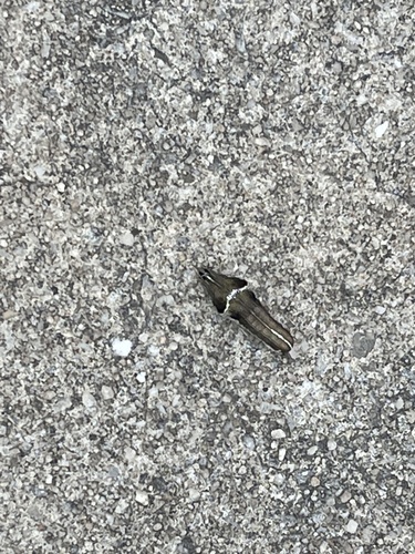 Wedgling Moth, University of the Incarnate Word, San Antonio, TX, US, photo 9 of 10