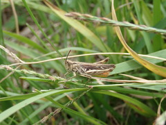 Chorthippus maritimus maritimus