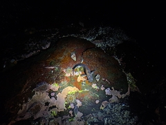 Ophioblennius steindachneri