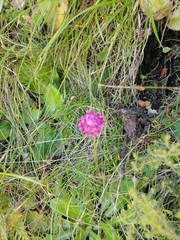 Trifolium burchellianum