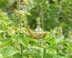 Schistocerca flavofasciata