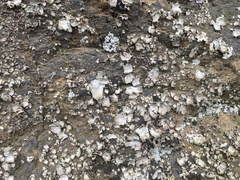 Umbilicaria