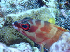 Epinephelus fasciatus