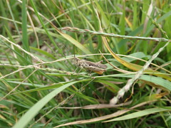 Chorthippus maritimus maritimus