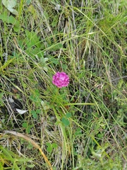 Trifolium burchellianum