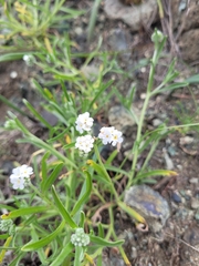 Plagiobothrys nothofulvus