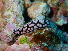 Phyllidiella