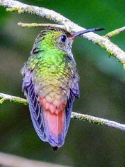 Chalybura urochrysia