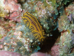 Halgerda willeyi