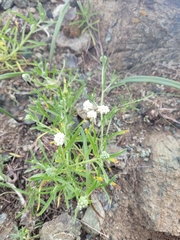 Plagiobothrys nothofulvus