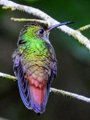 Chalybura urochrysia