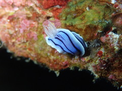 Chromodoris willani