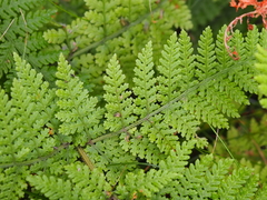 Hypolepis amaurorachis