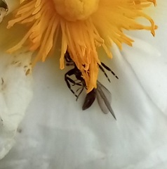 Synema globosum