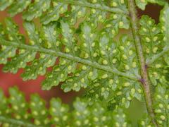 Hypolepis amaurorachis