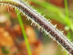 Hypolepis amaurorachis