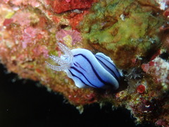 Chromodoris willani