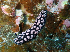 Phyllidiella
