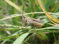 Chorthippus maritimus maritimus