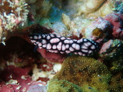 Phyllidiella