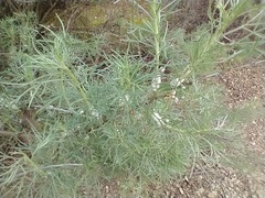 Rhopalomyia floccosa