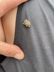 Protaetia fusca