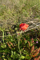 Ranunculus asiaticus
