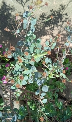 Porophyllum ruderale
