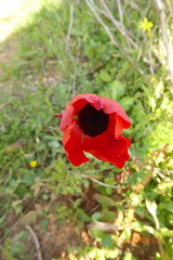 Ranunculus asiaticus