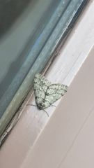 Phigalia strigataria