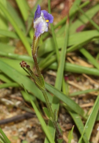 Linderniella wilmsii image