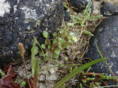 Cochlearia groenlandica