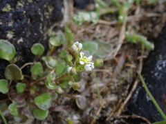 Cochlearia groenlandica