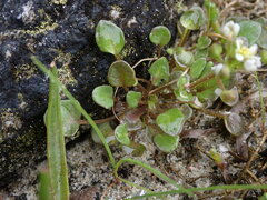 Cochlearia groenlandica