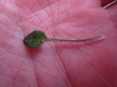 Cochlearia groenlandica