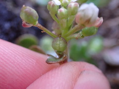 Cochlearia groenlandica