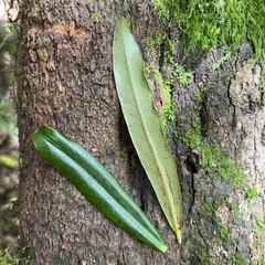 Myrsine salicina