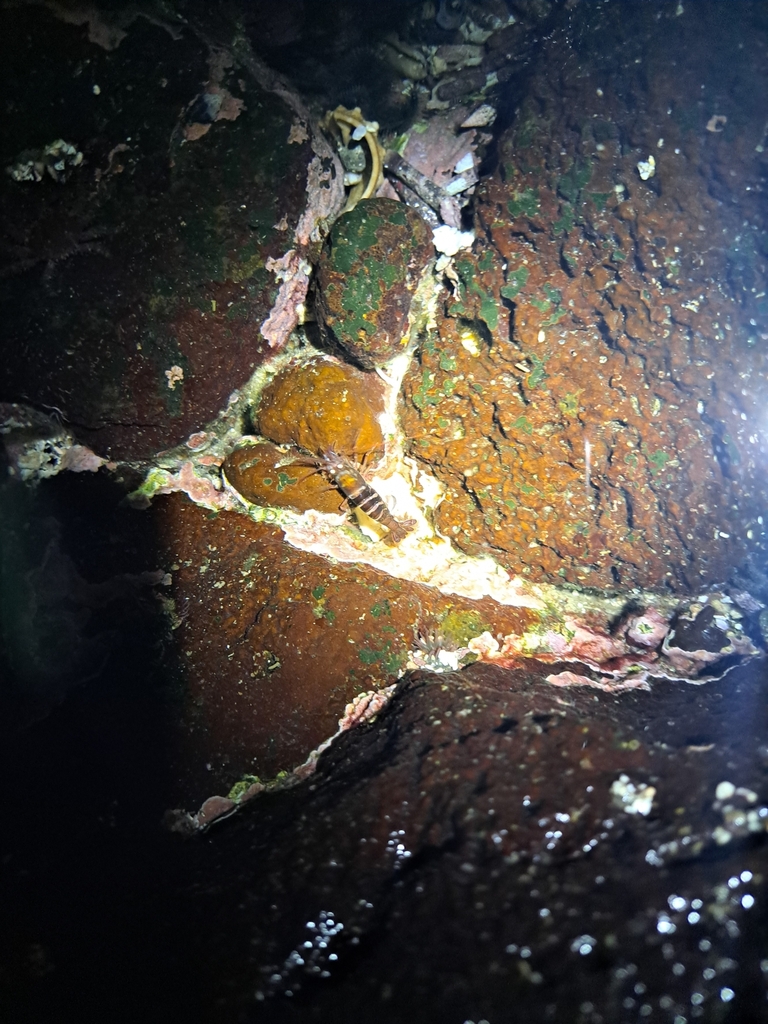 Lysmata galapagensis