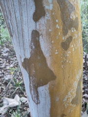 Platanus mexicana