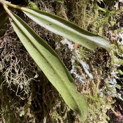Myrsine salicina